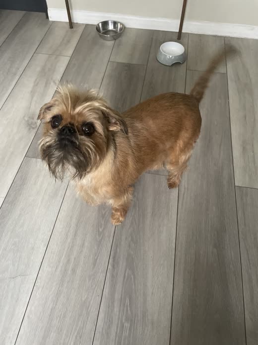 Small tan Brussels Griffon with a tidy short clip standing on laminate flooring